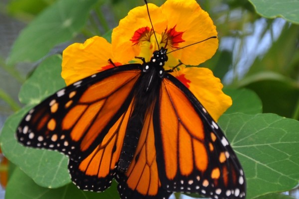 Butterfly taken in Bethlehem by Paul Hillebrand
