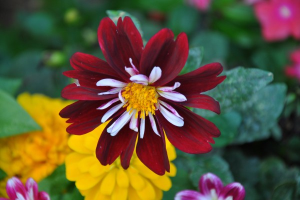 Flower taken in Bethlehem park…by Paul Hillebrand