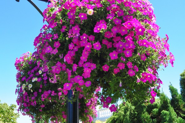 flowers on a light pole… by Paul Hilleband