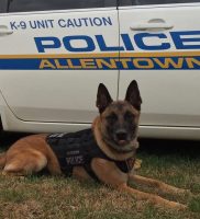 apd dog