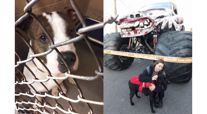 MEET HERCULES (ADOPT ME AND SET ME FREE)