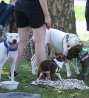 Woofstock 2016-061