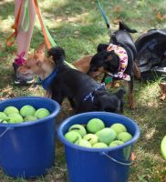 Woofstock 2016-064