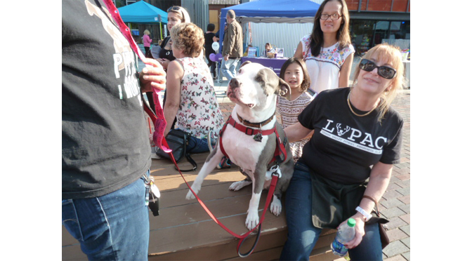 Paws 4 a Beat – By: Janel Spiegel