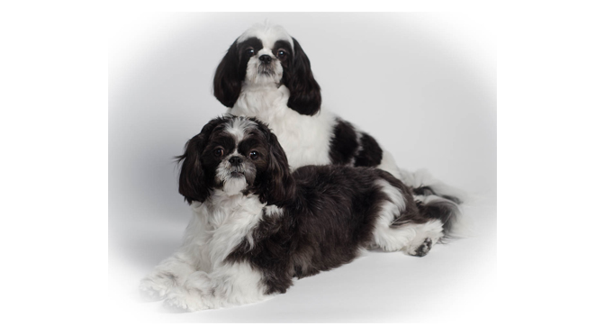 Pet Photography by Lou Wheeland