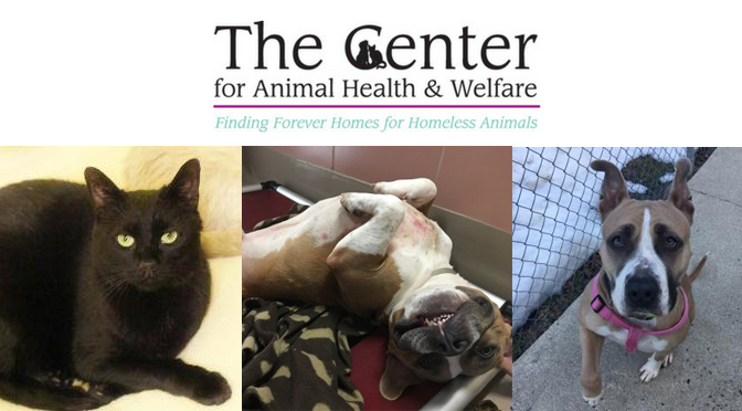 Meet HAZY, Munchkin, and Budgie at The Center for Animal Health and Welfare