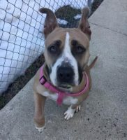 Hazy 2 yr old Terrier Mix