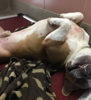 Munchkin-2 Yr old Terrier/Basset Hound