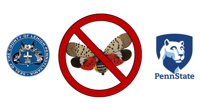 Lehigh County and Penn State Extension Hold Townhall Meetings on Spotted Lantern Fly