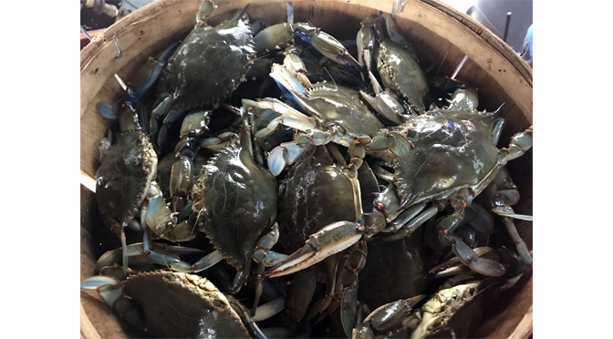 Crab Night Returns to SteelStacks Sept. 7