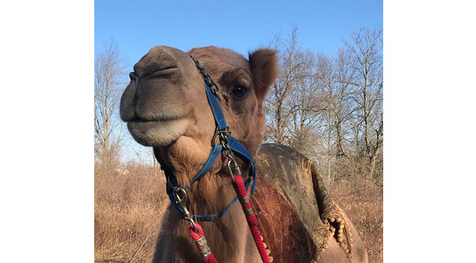 Bethlehem Welcomes Einstein ‘The Snow Camel’ to SteelStacks for Three Kings Day Jan. 6