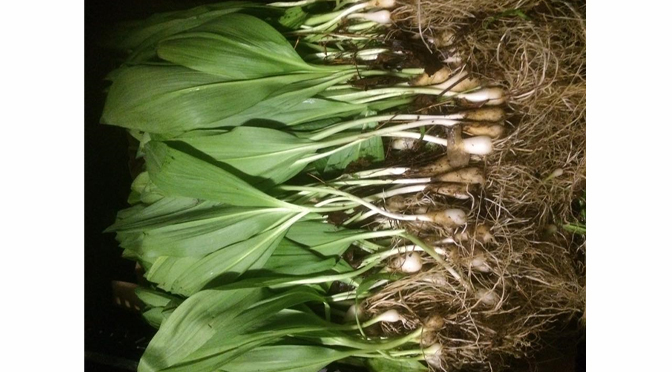 SUMMER OF HERBS – by Joe Scrizzi