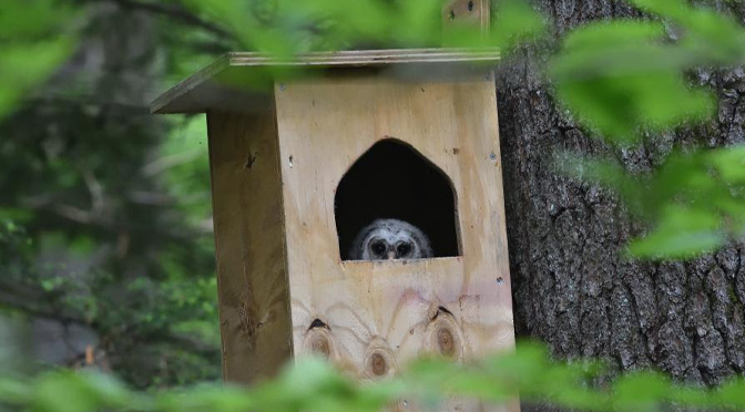 Northampton County thanks Troop 38 for Barred Owl nesting box project
