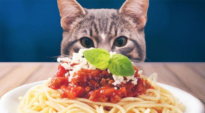 PASTA DINNER FEB. 12 to PROVIDE FUNDS TO HELP SUPPORT CARE FOR HUNDREDS OF LEHIGH VALLEY CATS