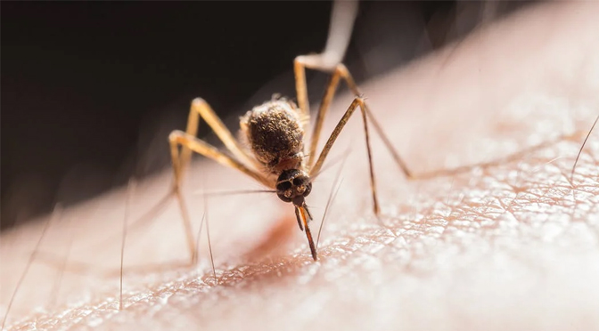 Reducing the mosquito population reduces the risk of West Nile Virus