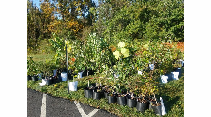 Master Watershed Stewards offer fall tree and shrub sale