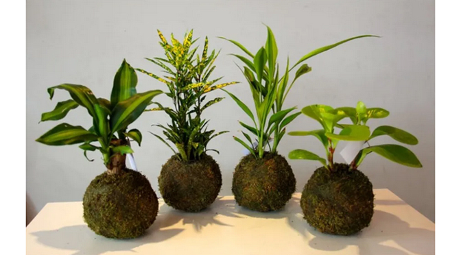 Master Gardener Kokedama Workshop