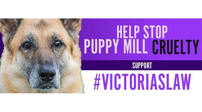 McNeill introduces bill to crack down on puppy mills,  inhumane conditions