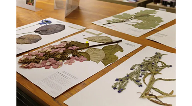 Plant Identification and Making Herbarium Mounts