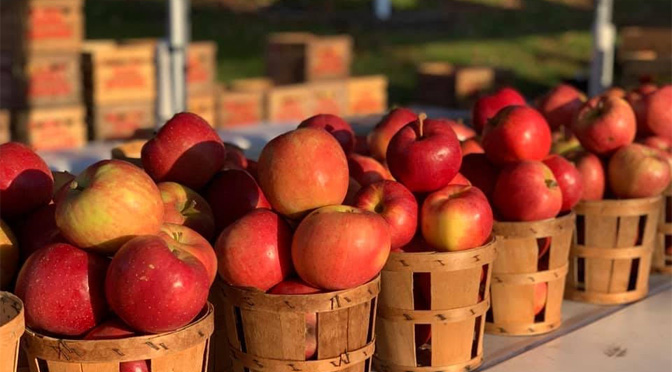 Pumpkins & Pooches meet Apple Jam at Oct. 28 Easton Farmers’ Market with tastings, contests, desserts, libations, activities and more