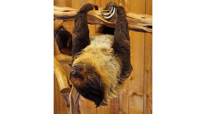 Meet and Greet with Bean The Sloth | By: Janel Spiegel