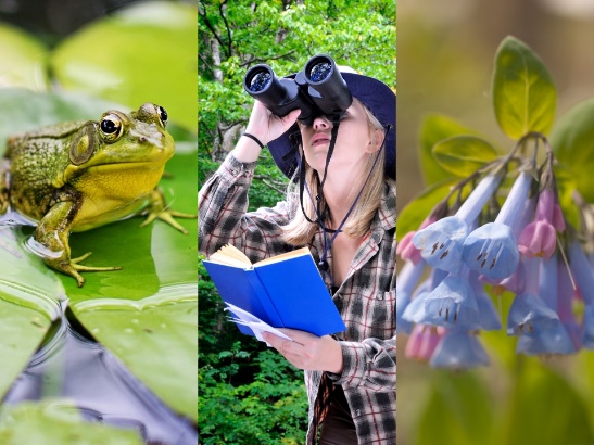 A collage of different images of a frog and a frog Description automatically generated