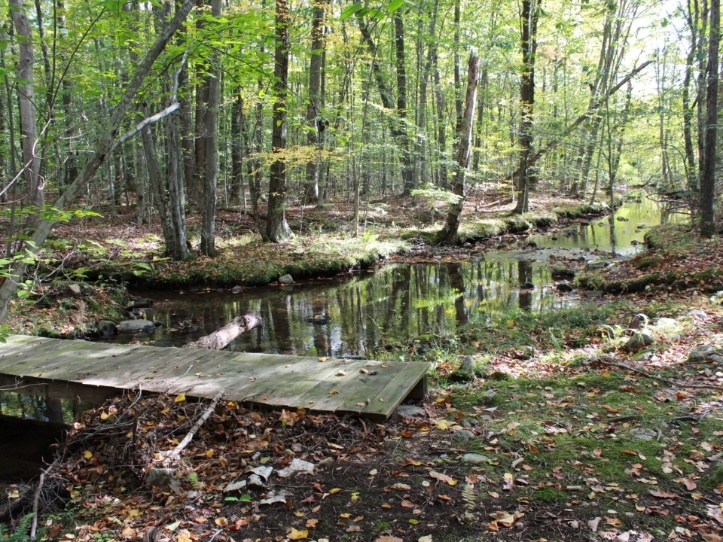 A small stream in the woods Description automatically generated