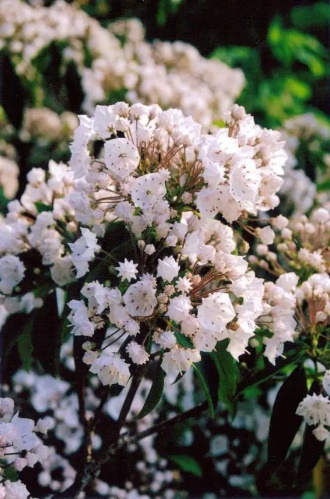 Close-up of a white flower Description automatically generated