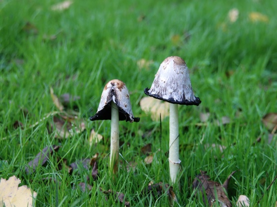A couple of mushrooms growing in grass

Description automatically generated