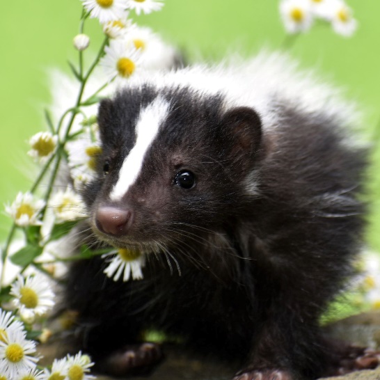 A skunk with flowers

Description automatically generated