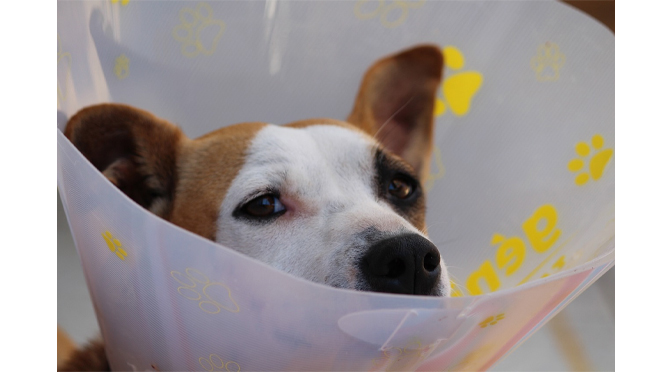 House Passes Schlossberg Pet Insurance Bill