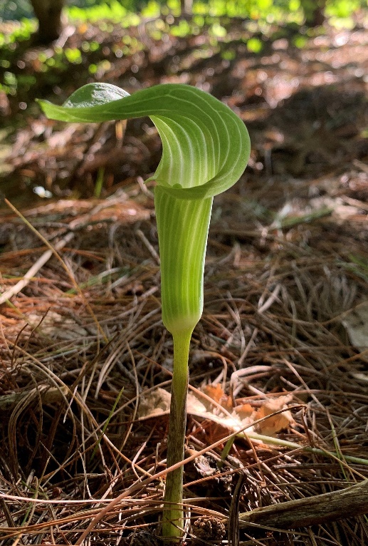 A green plant growing out of the ground

Description automatically generated