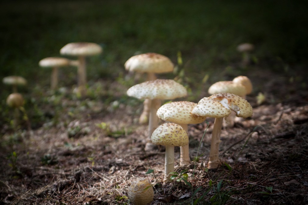 A group of mushrooms growing in the dirt

Description automatically generated