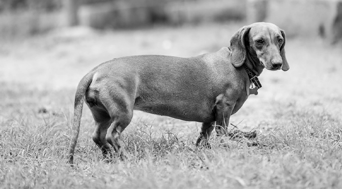 Dachshund Races Disregard Deadly Deformities; ArtsQuest’s Oktoberfest Is Asked to Spotlight Homeless Dogs Instead