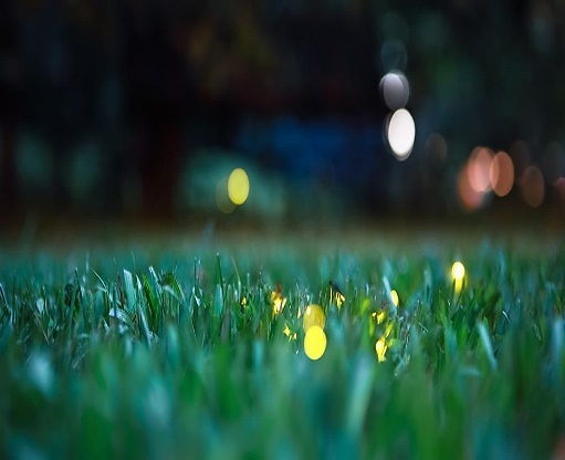 A close-up of a grass field
Description automatically generated