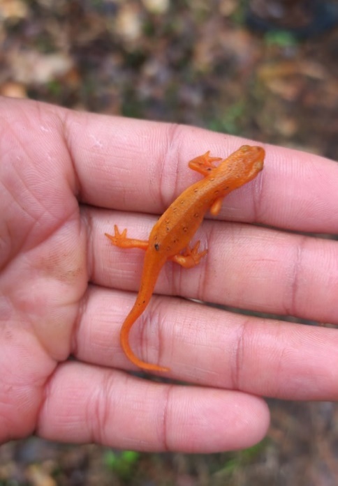 A person holding a small lizard
Description automatically generated