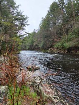 A river with trees around it Description automatically generated