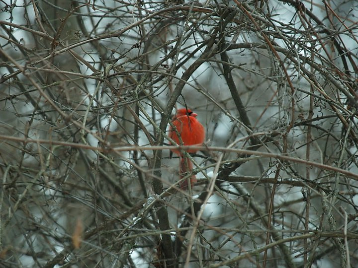 A red bird in a tree
Description automatically generated