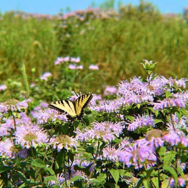 A butterfly on a flower
AI-generated content may be incorrect.