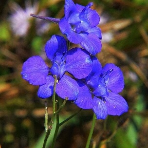 A close-up of a purple flower
AI-generated content may be incorrect.
