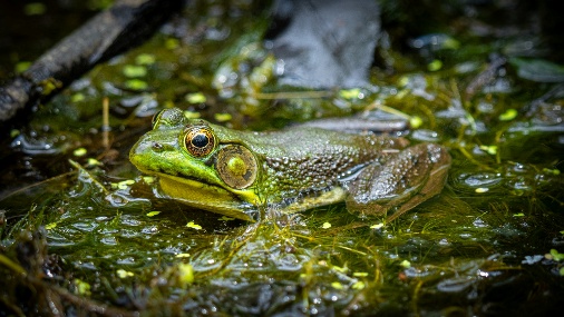 A frog in the water
AI-generated content may be incorrect.