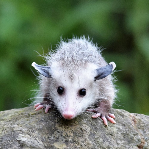 A small furry animal on a rock
AI-generated content may be incorrect.