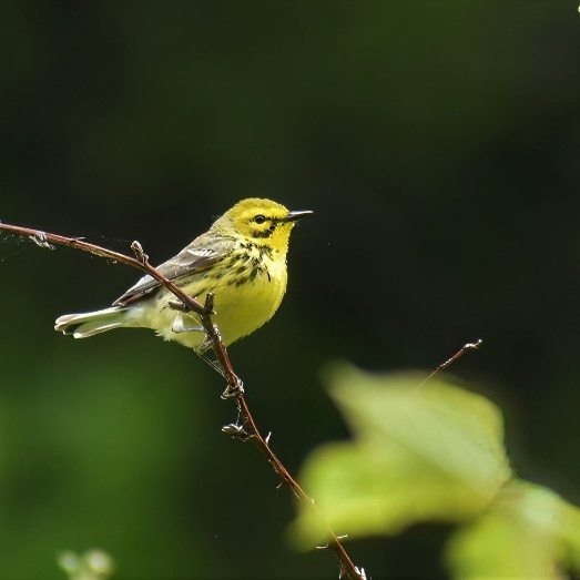 A yellow bird sitting on a branch
AI-generated content may be incorrect.