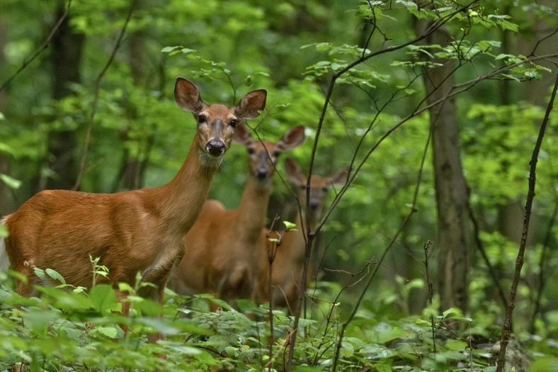A group of deer in the woods AI-generated content may be incorrect.