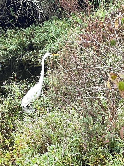 A white bird standing in bushes AI-generated content may be incorrect.
