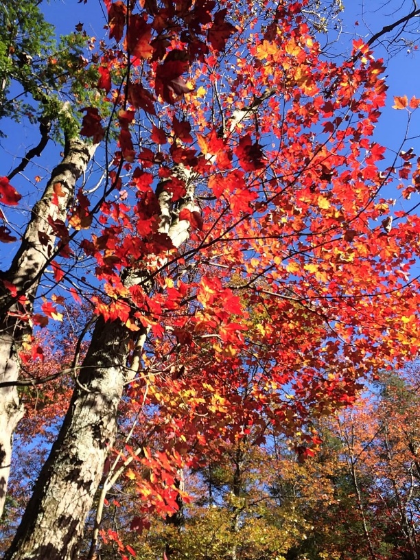 A tree with red leaves

AI-generated content may be incorrect.