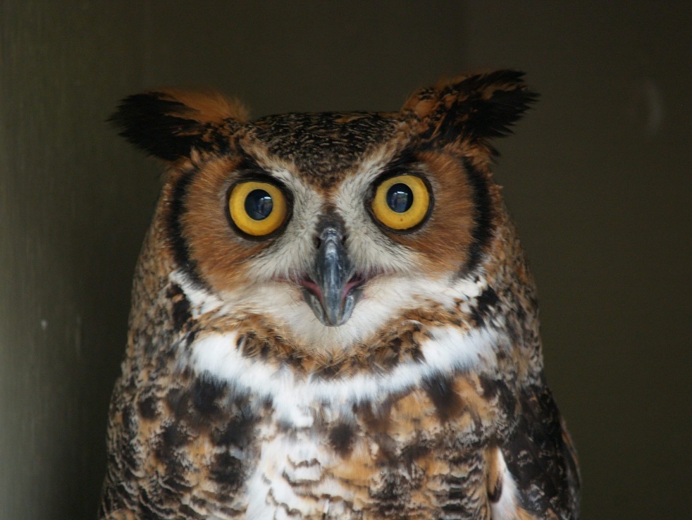 A close-up of an owl AI-generated content may be incorrect.