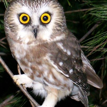A owl on a branch AI-generated content may be incorrect.