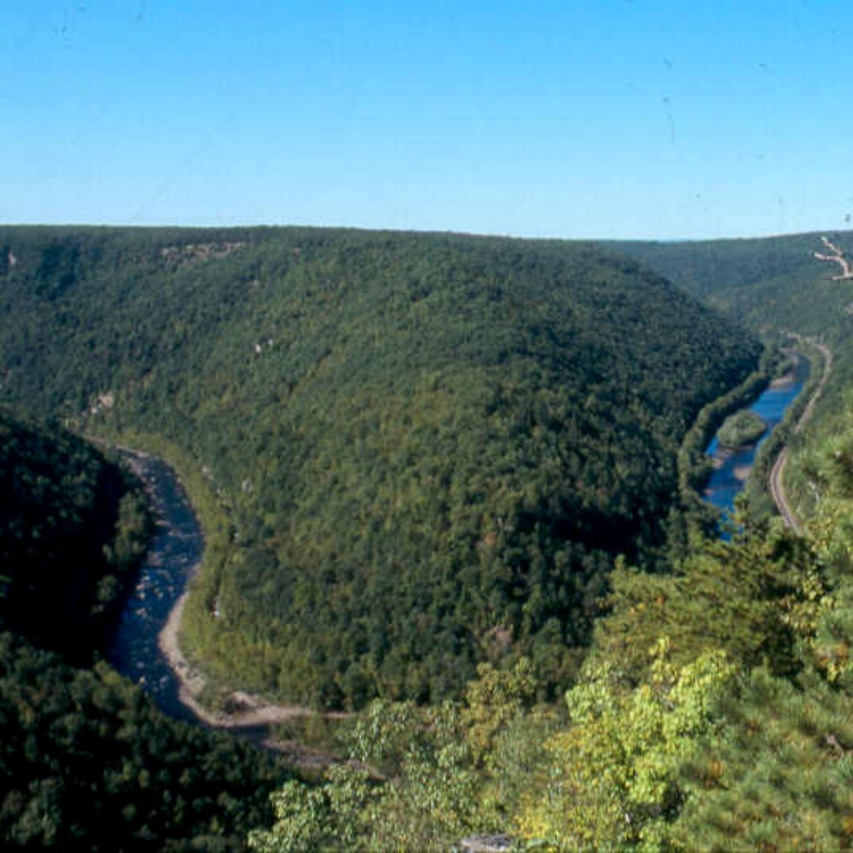 A river running through a forest AI-generated content may be incorrect.