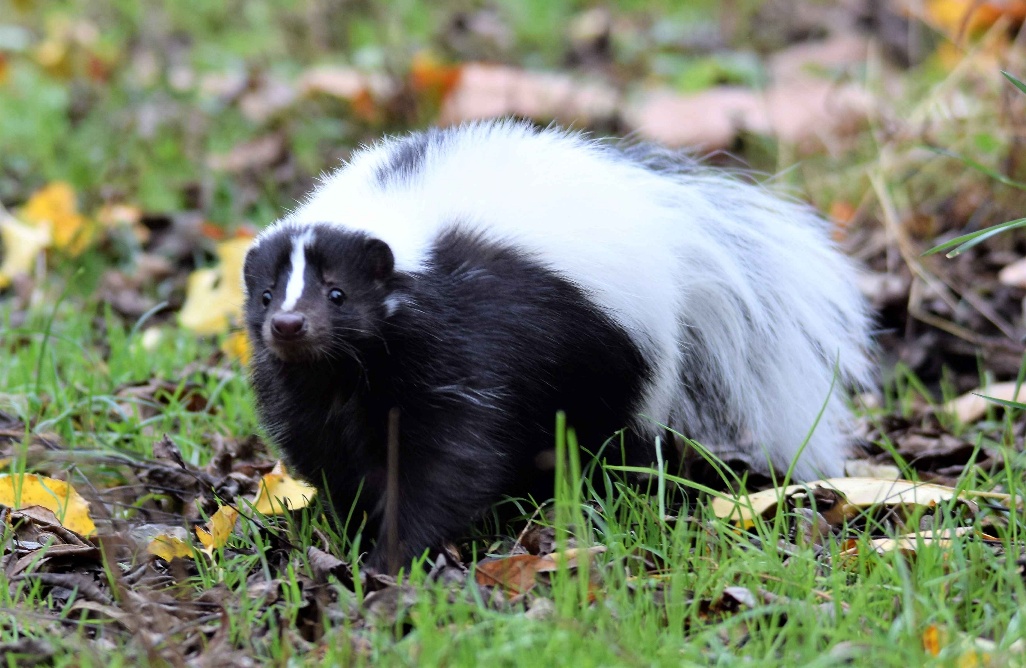 A skunk in the grass AI-generated content may be incorrect.